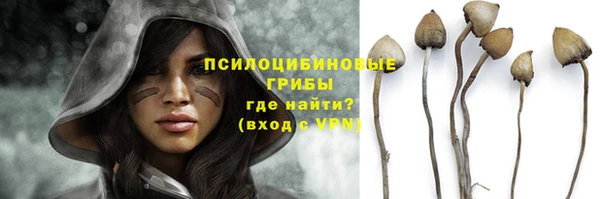 прущие грибы Абаза